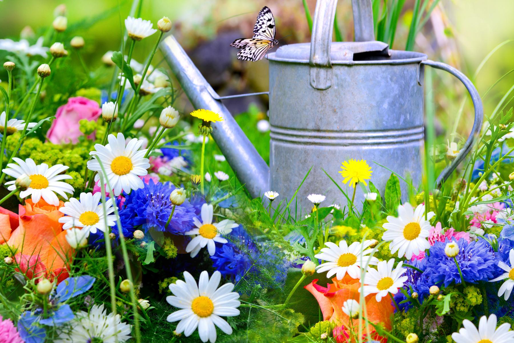 Photo fleurs jardin