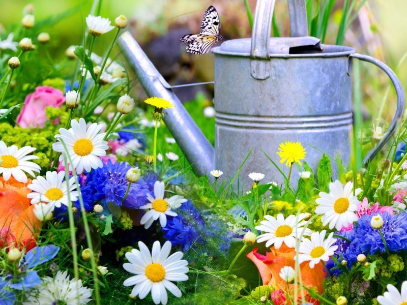 Photo fleurs jardin